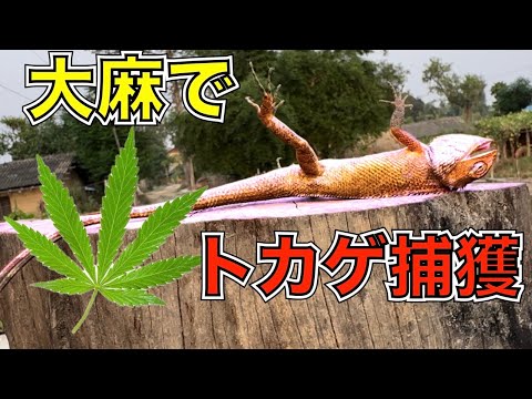 【修正・再アップ】大麻でトカゲを捕獲して催眠術をかける