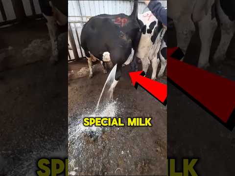 NEVER Drink This Special Cow Milk 😨 #viral