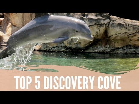 Top 5 Reasons to Visit Discovery Cove in Orlando Florida