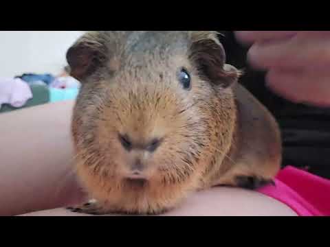 My most affectionate guinea pig!