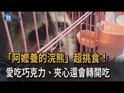 阿嬤養的？　浣熊愛吃巧克力「胖到20kg」　疑遭飼主棄養｜鏡週刊X民視新聞網