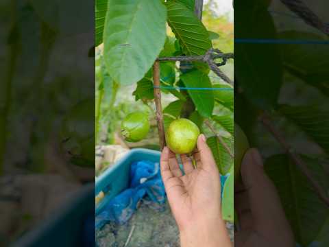 The sweetest guava of this season 😋 #guava #gardening #harvesting #shorts #shortsfeed #viral #fyp