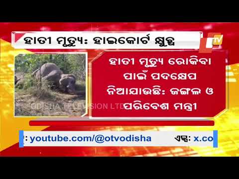 Orissa HC Furious Over Elephant Death Case, Demands Response from Odisha and Central Governments