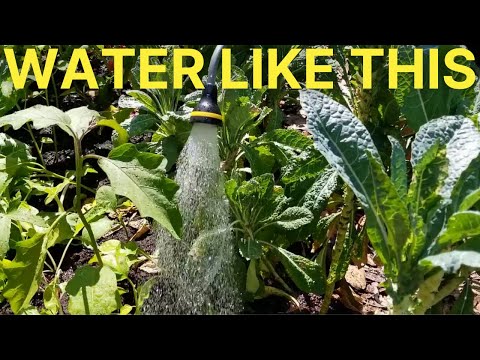 Are you watering enough?