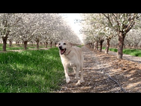 Gratitude walk among the Almond Trees