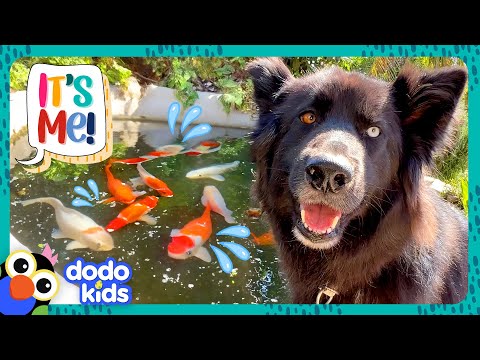 Get This Pup Out Of The Fish Pond! 🐟 | Dodo Kids | It's Me!