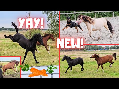 New pony! | Yay! Frisky Rising Star⭐ in the pasture | Fix it.. fail! | Queen👑Uniek | Friesian Horses