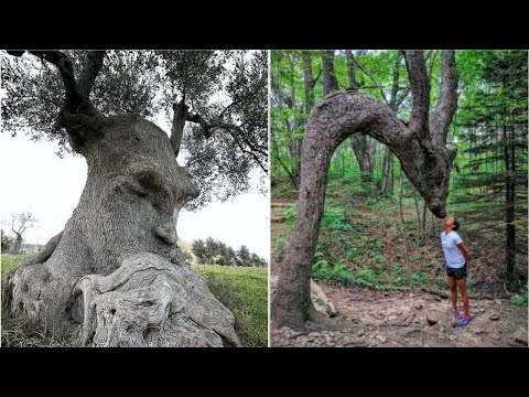 20 Most Unusual Trees in The World