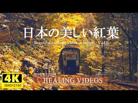 [4K] Relaxing BGM and beautiful Japanese autumn leaves (Shinshu) VOL.5 / Relaxing effect