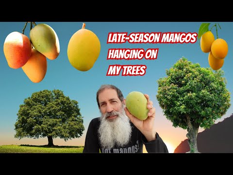 Late Season Mangos In My Yard:  Mango Trees update August 2024