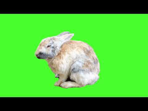 Rabbit green screen video