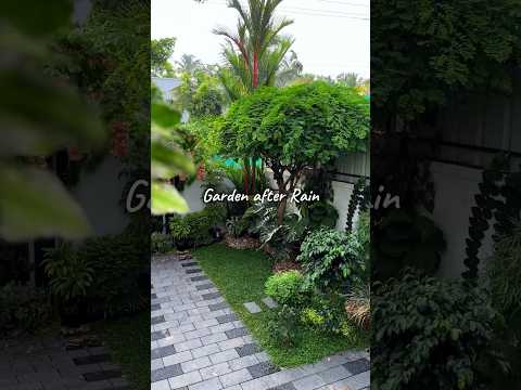 Garden after Rain #ytshorts #garden #rain