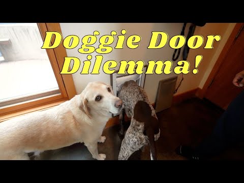 "Doggie Door Dilemma: Confused Labrador & Pointers Learn with Treats! Baby Pup Joins the Fun!"