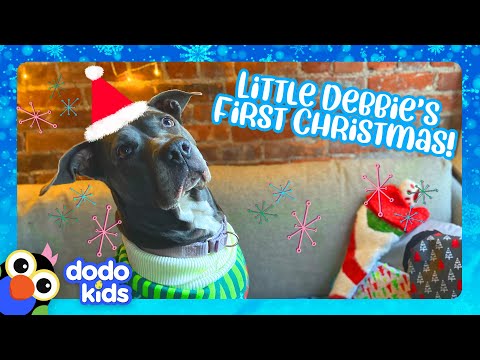 Uh-oh! This Dog Forgot To Get A Christmas Gift For Mom! | Dodo Kids | Happy Holidays