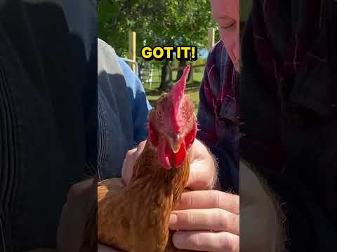 Some Chicken Chiropractic to Make Your Day Better!