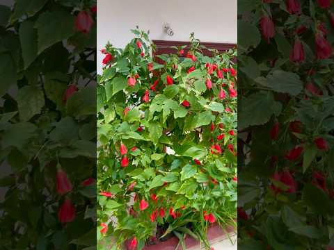 Bunches of Flowers in my Garden #amazing #morning #nature #plantsdecor #homedecor #diy #homegarden