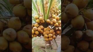 Growing coconut tree from coconut fruit to produce large fruits #growingfruit #fruits #tree #coconut