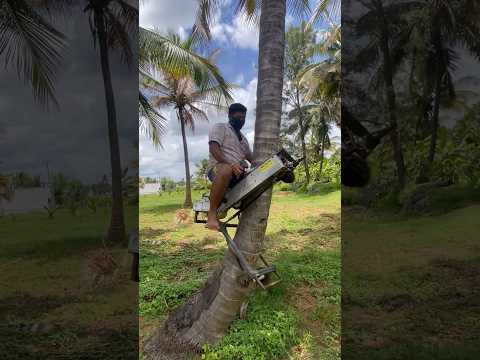 Climbing Tree on Machine ! - Tree Climbing Machine