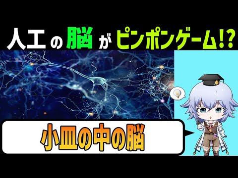 試験管生まれの人工脳がピンポンゲームをプレイ!?驚きの研究DishBrainとは!?[Rue]