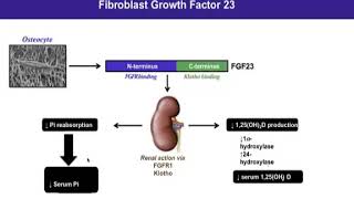 A New Hormone & A New Therapy-FGF23 by Dr Sidharth Sethi