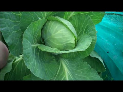 How to Grow Cabbage free from Club Root