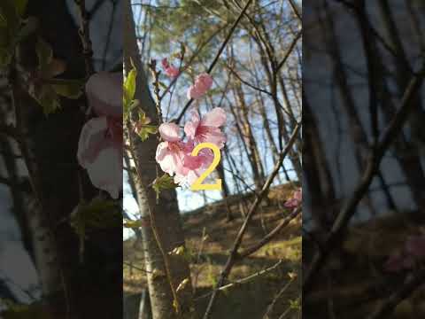 これやったことない人いないでしょ！ #桜