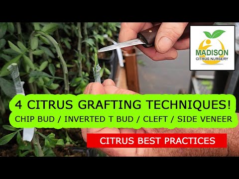 4 Citrus Tree Grafting Techniques... Which Is The Best Way To Graft?!