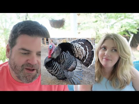 A Wild Story About A Tame Turkey