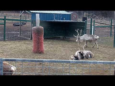 ReindeerCam Live Stream