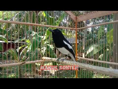 Kacer Rumahan Mulai Gacor Ngeplong Bikin Kacer Lain On Bunyi | Manuk Konten