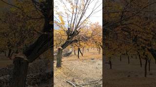 Tree Cutting #cuttingskills #treecuttingservice #treecutting