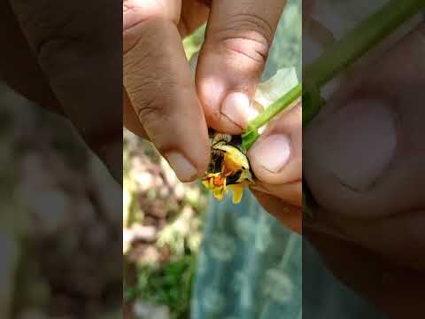 ഗാഗ്ഫ്രൂട്ട്  പൂവിൽ പരാഗണം നടത്തിയപ്പോൾ