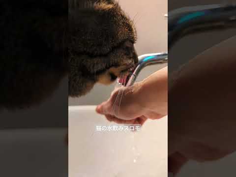 お上品な猫の水飲み in slowmo #cat #猫