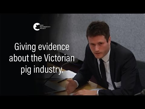 Parliamentary Inquiry into Pig Welfare | Farm Transparency Project's Hearing