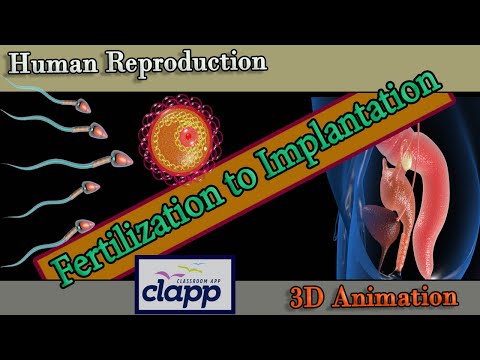 fERTILIZATION AND iMPLANTATION