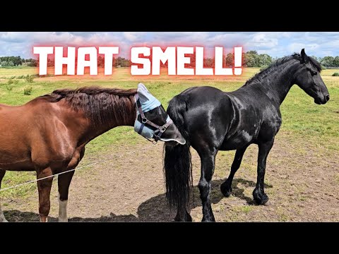 Yfke is not doing well yet | A fly mask for Rising Star⭐ That smells good! | Friesian Horses