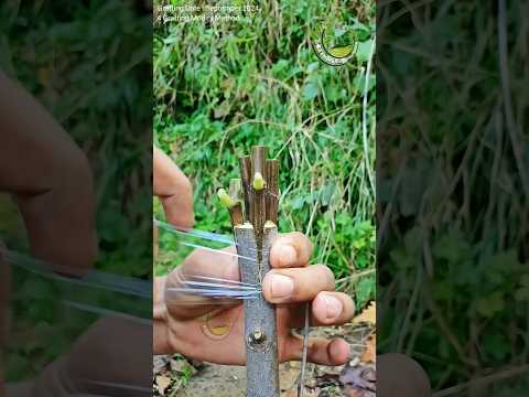 Grafting fruit 4 varieties ||Best grafting techniques #grafting #bushcraft