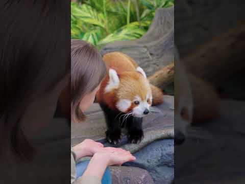 Red pandas are so special 😊 - International red panda day