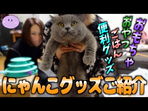 【プライベート】ennママとペット用品1万円分購入したけど猫に嫌われました…