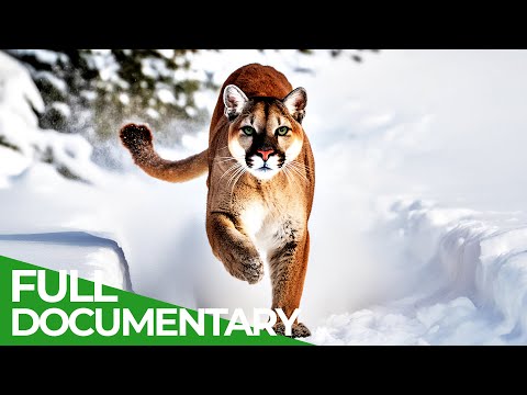 Wild Cats - The Americas | Free Documentary Nature