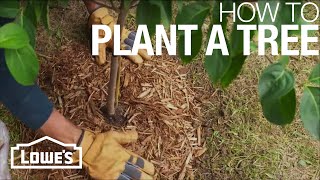 How to Plant a Tree