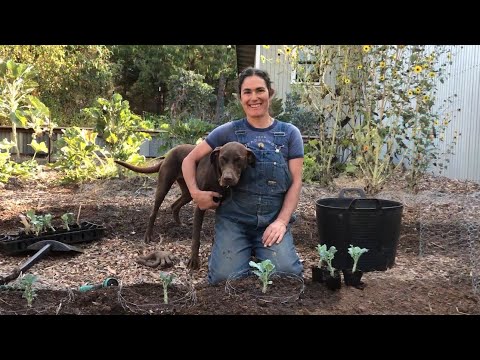 How To Gopher Protect Your New Tree Collard Plant