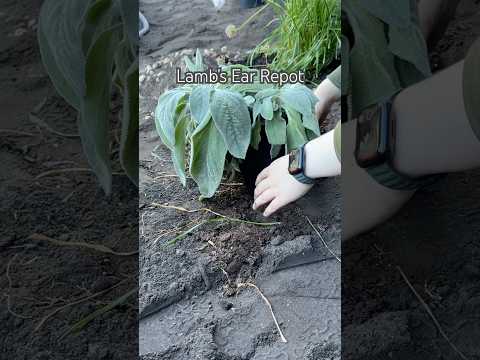 Lamb’s Ear #shorts #diy #propagation #plants #plantcare #landscape #landscaping #plant