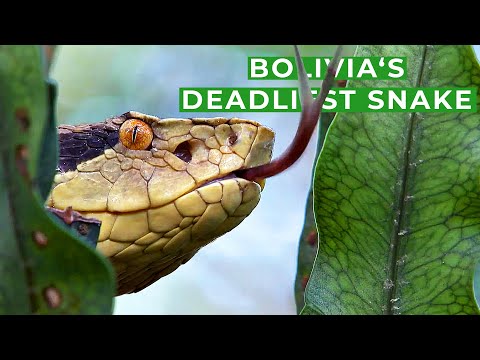 Silent & Deadly - Searching Bolivia's Most Venomous Snake | Free Documentary Nature