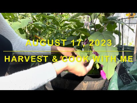 Harvesting Eggplants & Sweet Peppers | WA Zone 8b Vlog