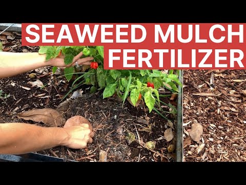 Kelp fertilizer for free!