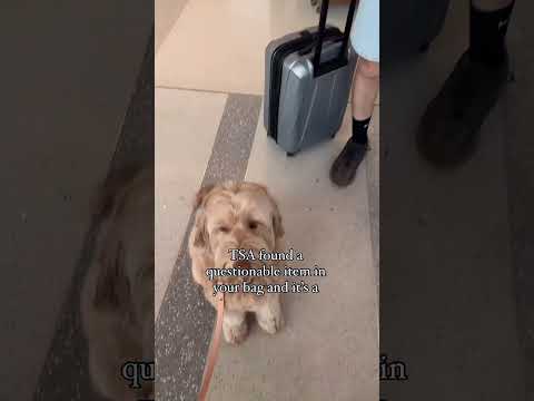 Dog got bag searched at TSA #dogs #shorts #travel #labradoodle #goldendoodle #vacation