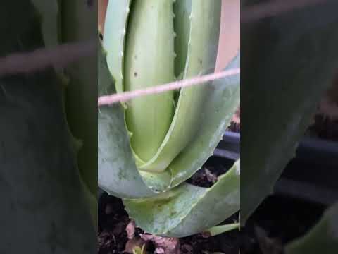 My  aloe Vera plant is getting bigger and bigger #gardening #aloevera #plants #organic