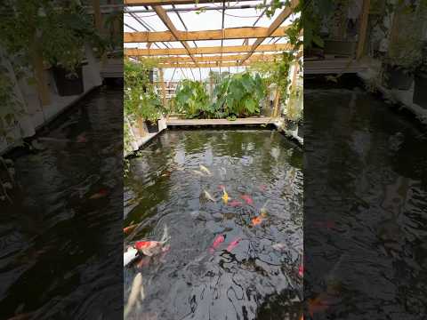 #koi #aquaponics #homestead #harmonies #fyp