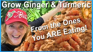 FREE How To Grow Ginger & Turmeric from SKIN, EAT it TOO Growing LOTS in Containers or Raised Garden